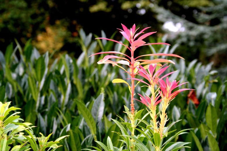 Free stock image of Pink and green plants created by julian battye