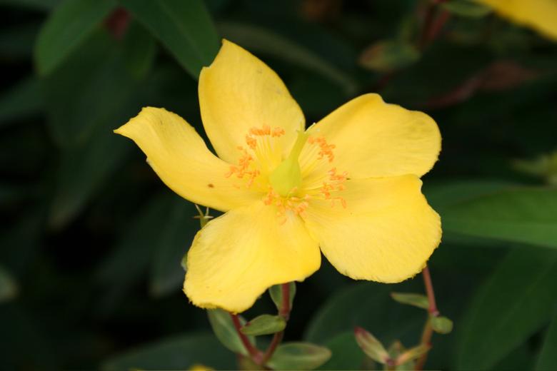 Free stock image of Yellow flower created by julian battye