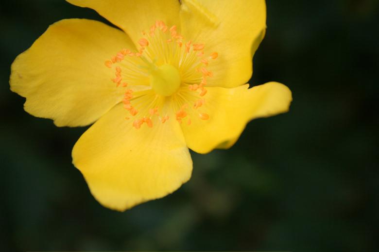 Free stock image of Yellow Flower created by julian battye