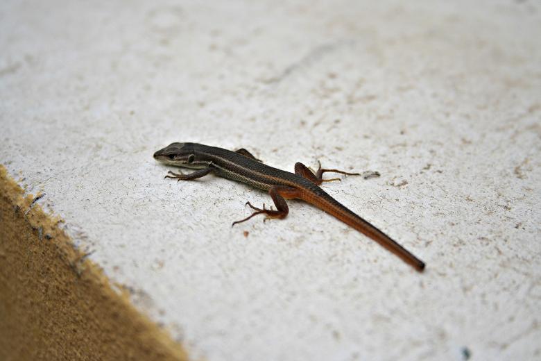 Free stock image of Lizard created by Sander van der Veen