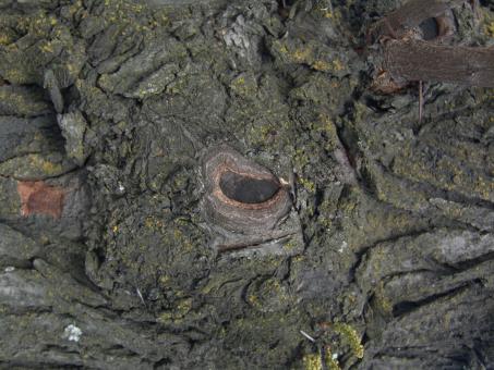 Tree bark - Free Stock Photo