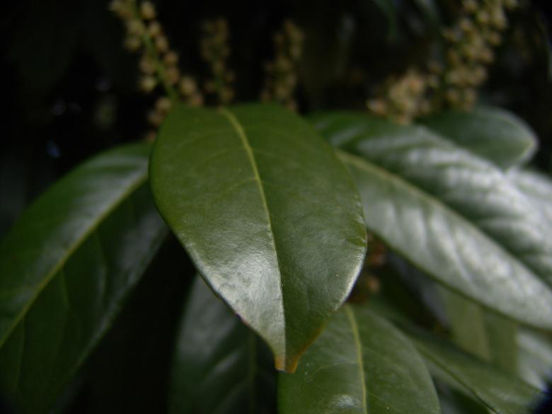 Free stock image of Green plant created by javier baranda
