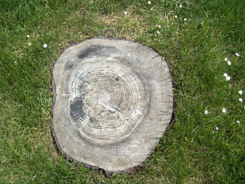 Free stock image of Tree stump created by javier baranda