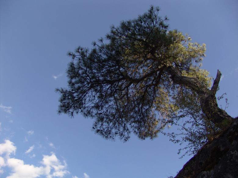 Free stock image of Tree against the sky created by javier baranda