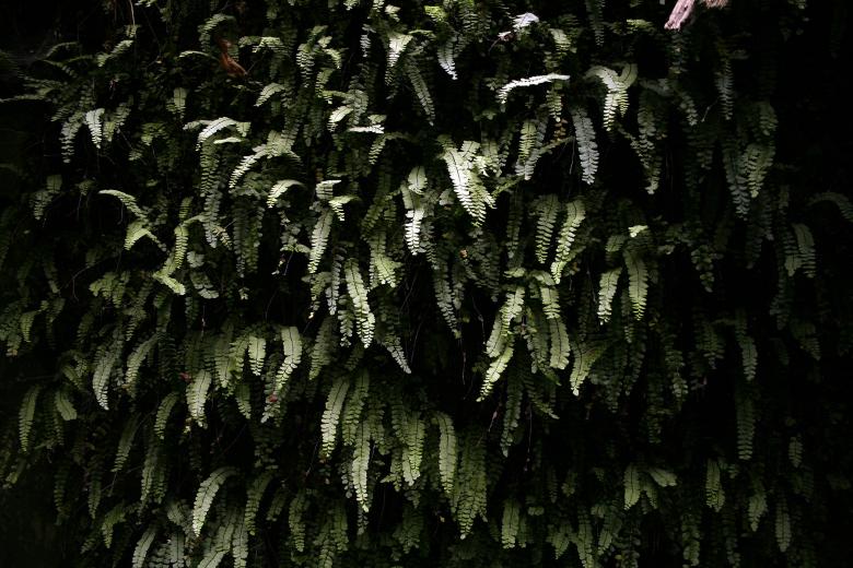 Free stock image of Wall of ferns created by damien van holten