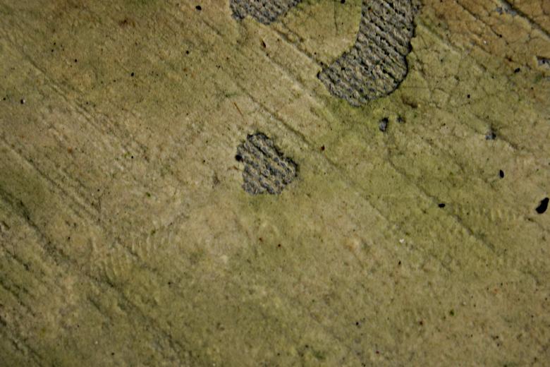 Free stock image of Green sponge carpet created by Bjorgvin