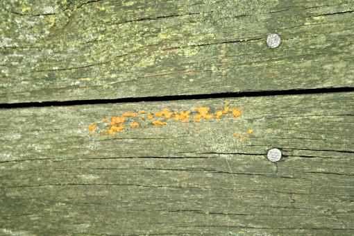 Free Stock Photo of Molded wood panel