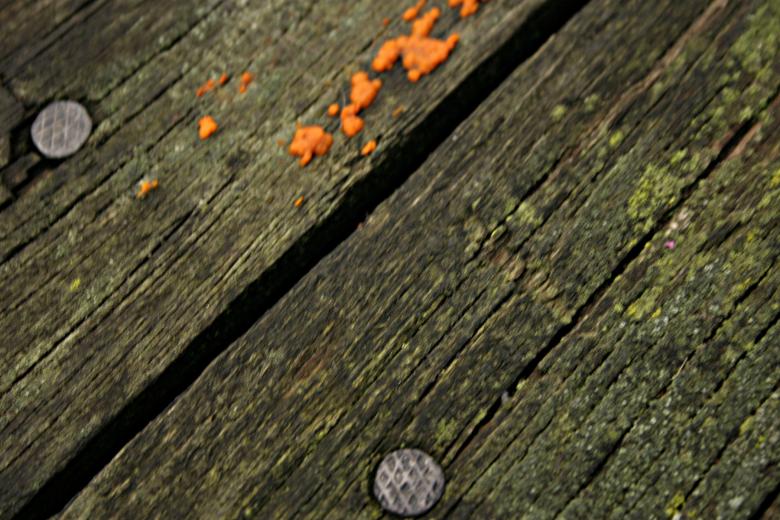 Free stock image of Molded wood panel created by Bjorgvin