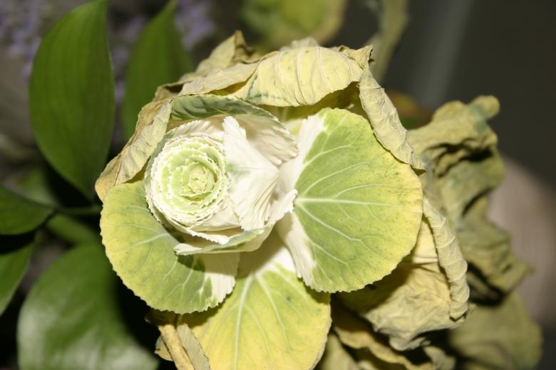 Free stock image of Flower closeup created by Bjorgvin