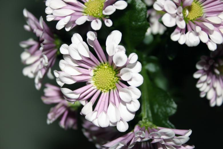 Free stock image of Flower closeup created by Bjorgvin