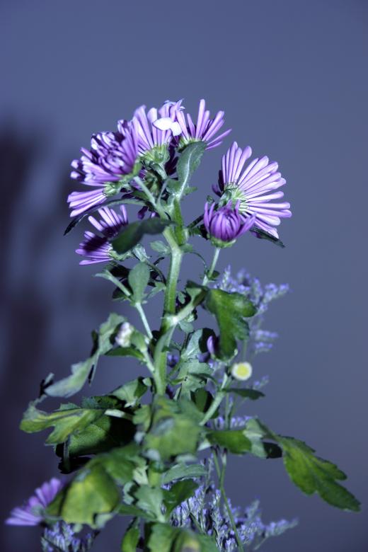 Free stock image of Purple flower created by Bjorgvin