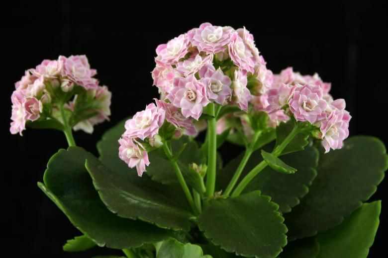 Free stock image of Pink flower closeup created by Bjorgvin