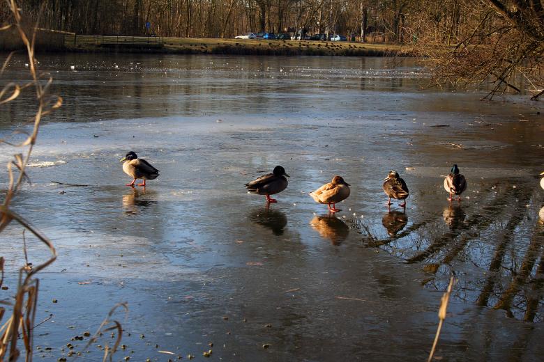Free stock image of Ducks on a frozen pond created by damien van holten