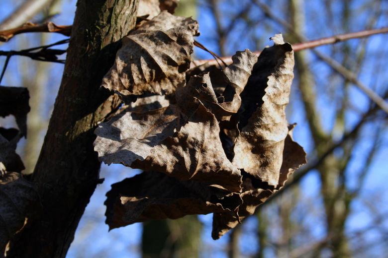 Free stock image of Close up of a leaf in a tree created by damien van holten
