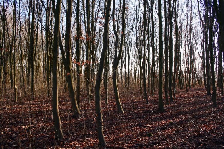 Free stock image of A forrest in fall created by damien van holten