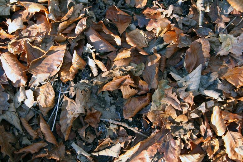 Free stock image of Leaves created by damien van holten