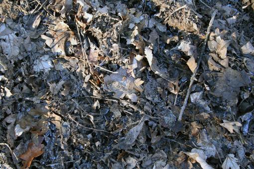 Free Stock Photo of Leafs