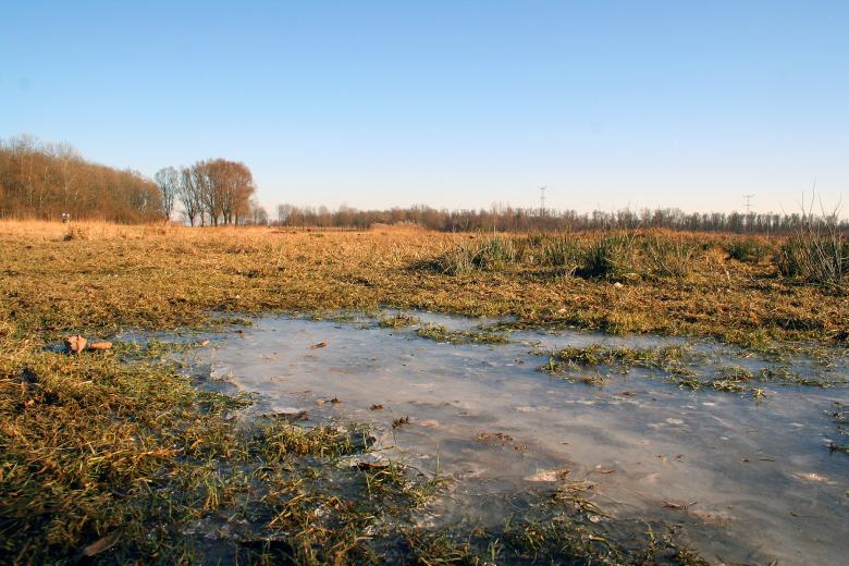 Free stock image of Frozen ground created by damien van holten