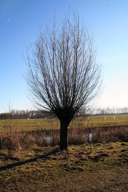 Free stock image of Single willow tree created by damien van holten