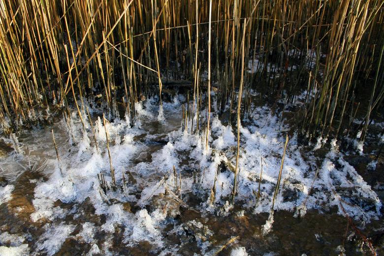 Free stock image of Frozen grass created by damien van holten
