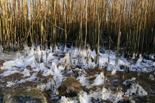 Free Stock Photo of Frozen grass