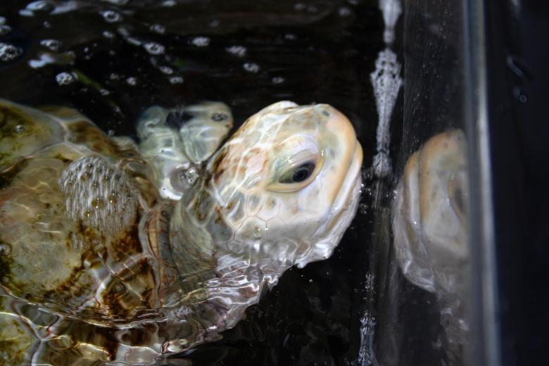 Free stock image of Turtle in basin created by damien van holten