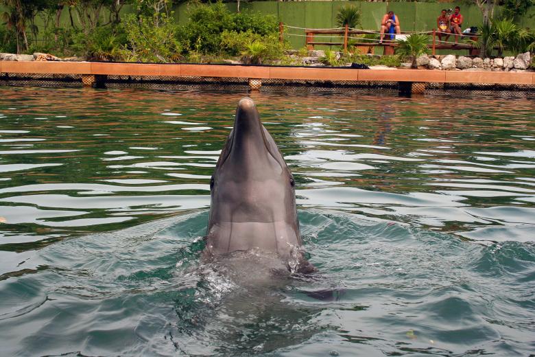 Free stock image of Dolphin created by damien van holten
