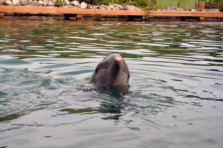 Free stock image of Dolphin created by damien van holten