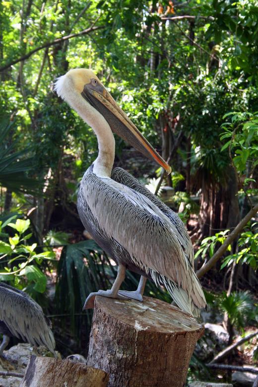 Free stock image of Pelican created by damien van holten