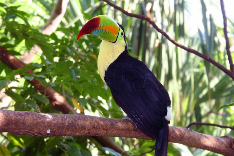 Free stock image of Tukan created by damien van holten
