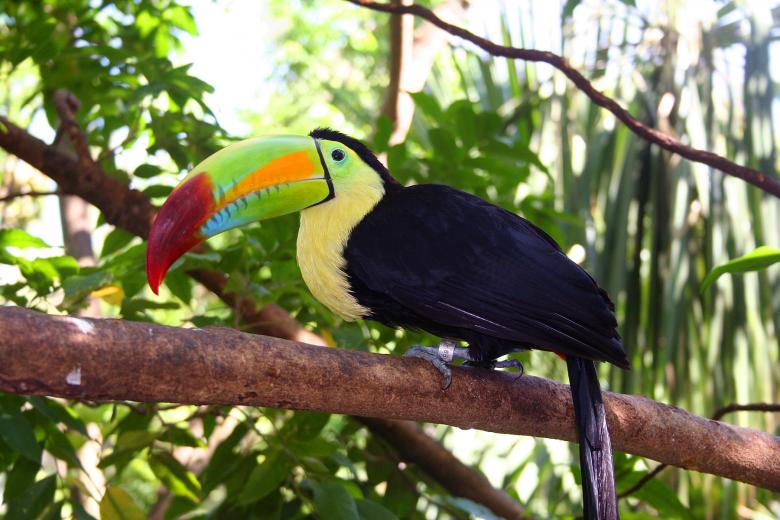 Free stock image of Tukan created by damien van holten