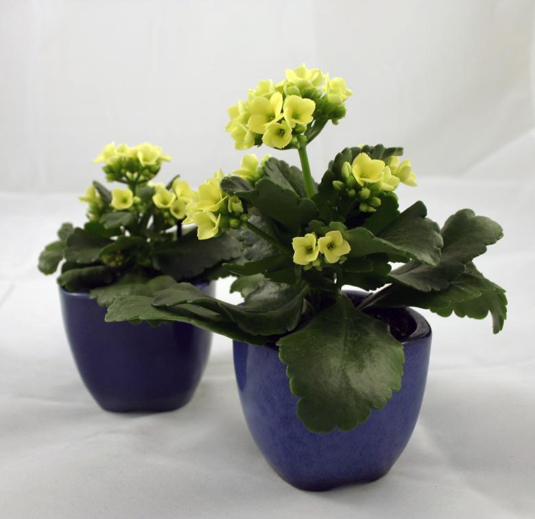 Free stock image of Two yellow flowers created by Bjorgvin
