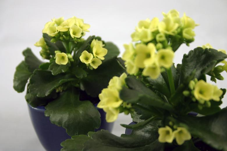 Free stock image of Yellow flowers created by Bjorgvin