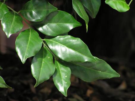 Free Stock Photo of Green leafs
