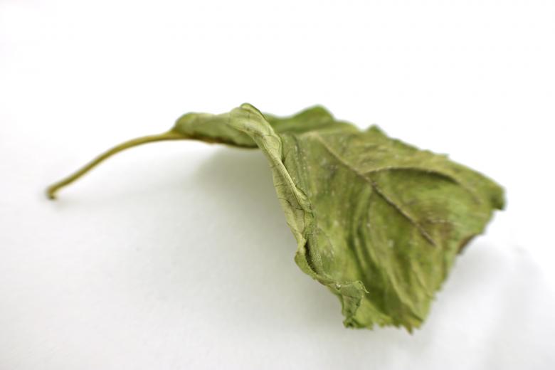 Free stock image of Dry leaf partly in focus created by Bjorgvin