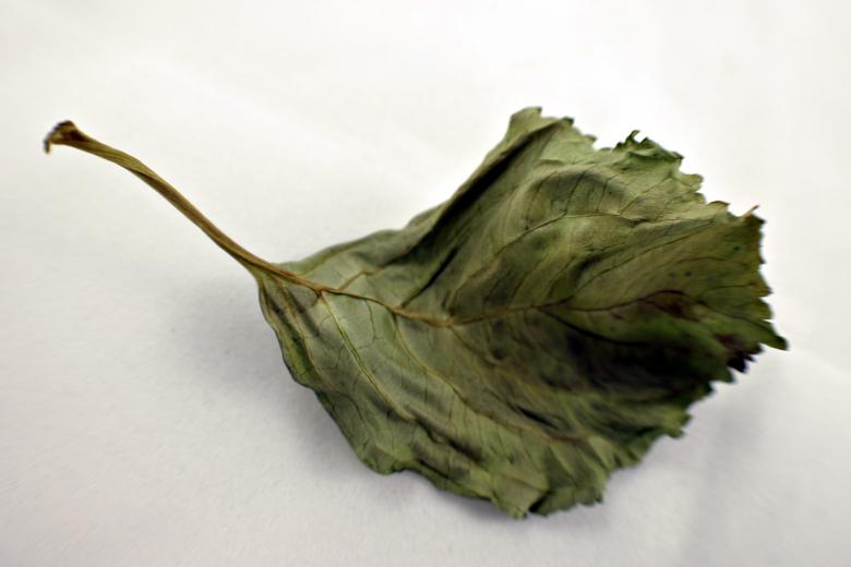 Free stock image of Dry leaf created by Bjorgvin