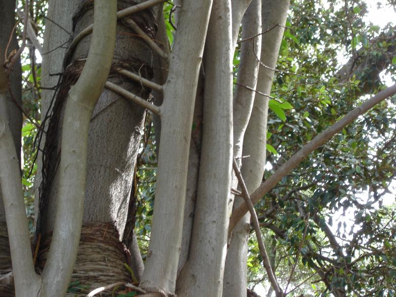 Free stock image of Tree created by Osama Hasan Khan