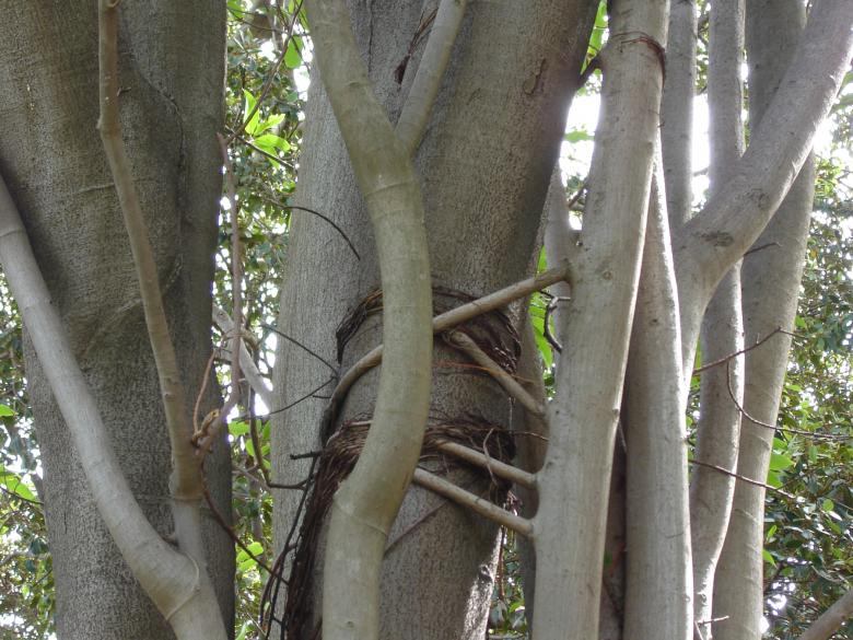 Free stock image of Tree created by Osama Hasan Khan