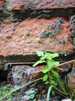 Free Stock Photo of Green plant infront of brick wall