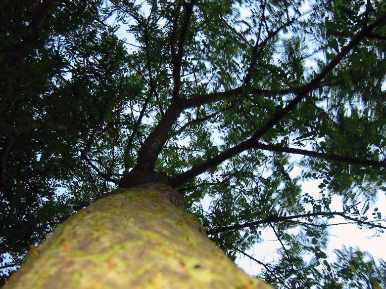Free stock image of Tree created by damien van holten