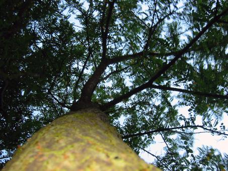 Free Stock Photo of Tree