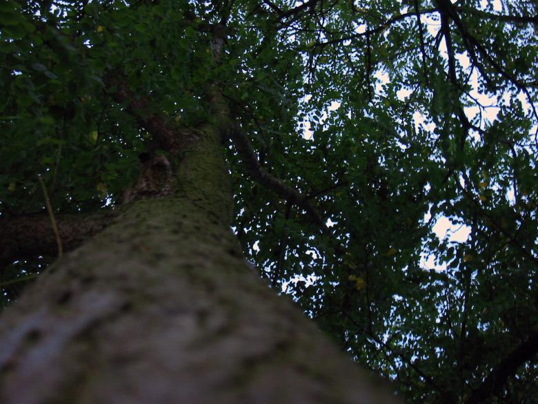 Free stock image of Tree created by damien van holten