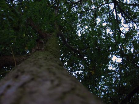 Free Stock Photo of Tree