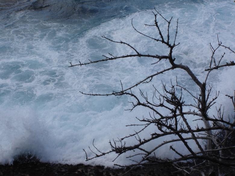 Free stock image of Braking waves behind a tree created by Osama Hasan Khan