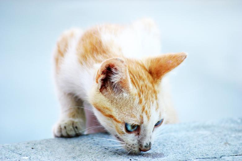 Free stock image of White and orange cat created by AD