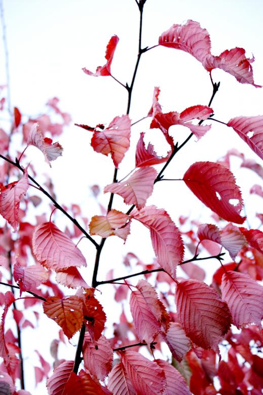 Free stock image of Autumn colors created by AD