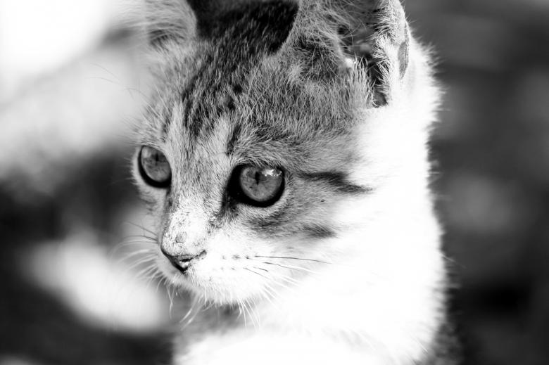Free stock image of Cat closeup created by AD
