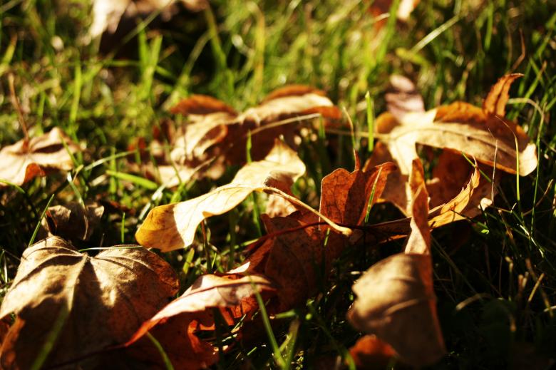 Free stock image of Leafs created by AD