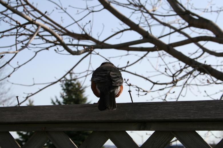 Free stock image of Bird on a fence created by trevor henry