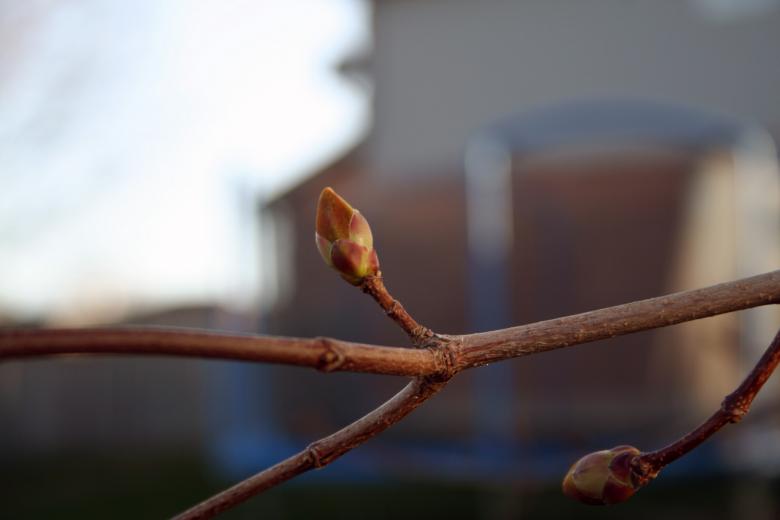 Free stock image of Plant closeup created by trevor henry